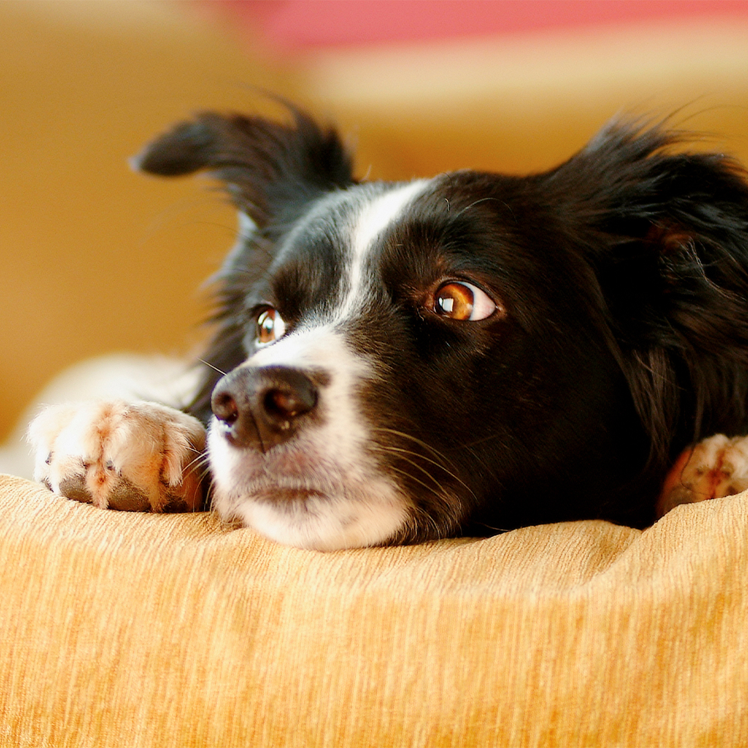 Heeft stress invloed op de gezondheid van je hond?