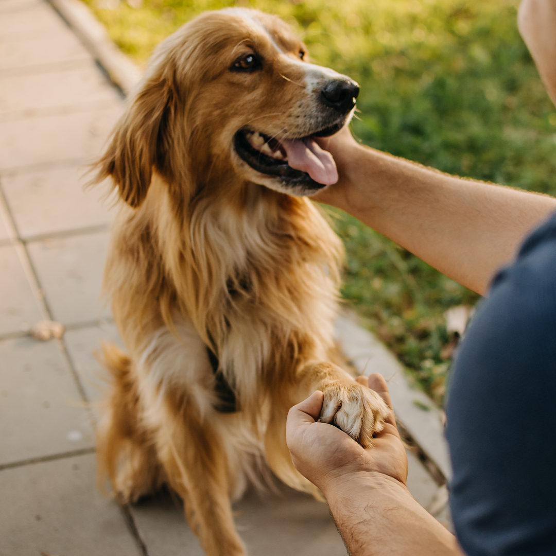 Hoe bouw je vertrouwen op bij je hond?
