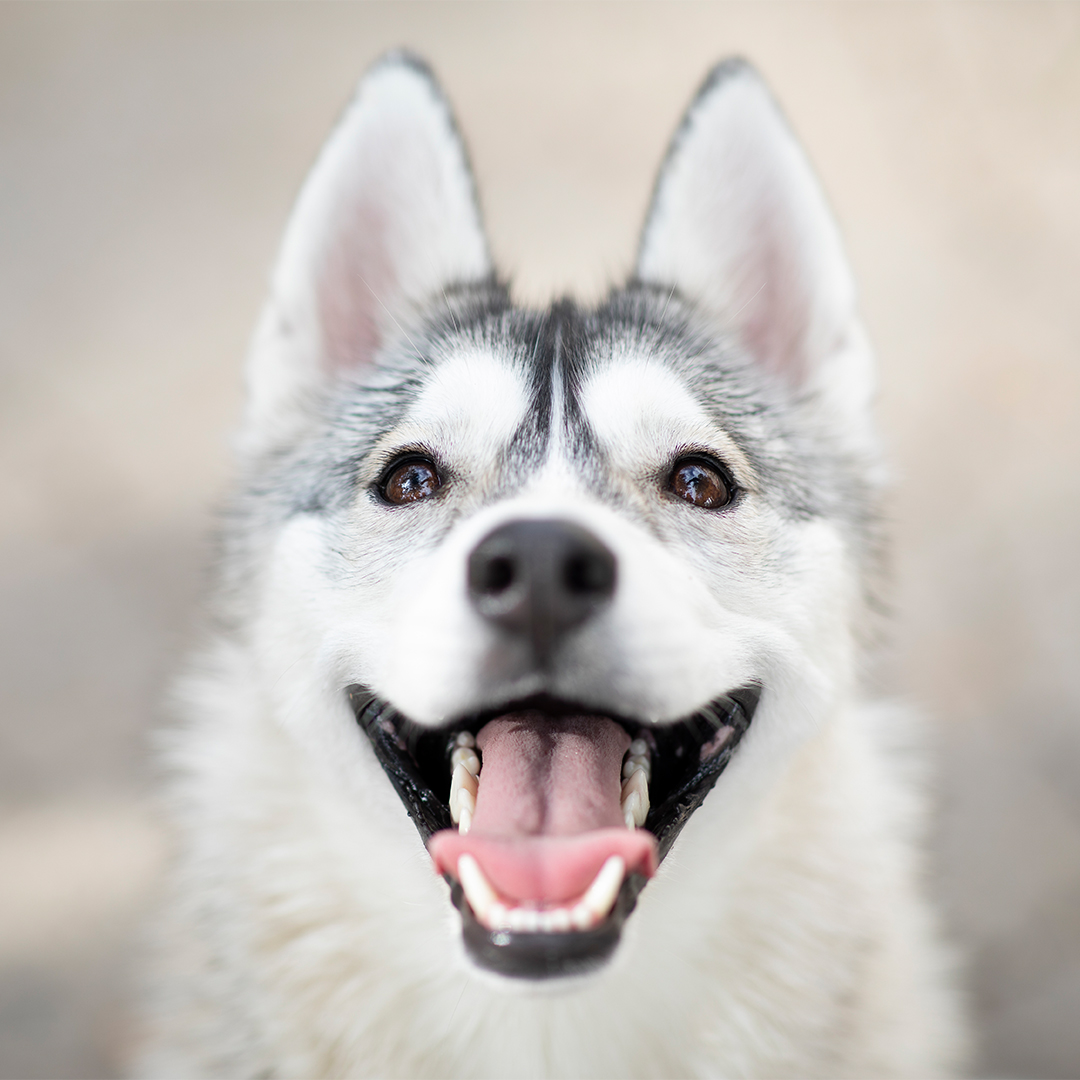 Hoe houd je het gebit van je hond gezond?