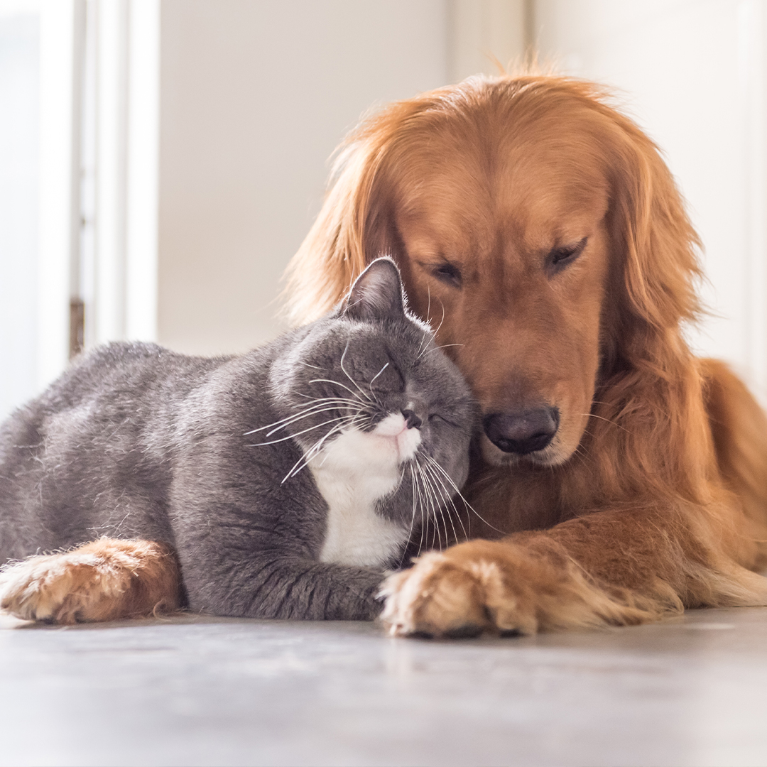 Hoe introduceer je een kat bij je hond?