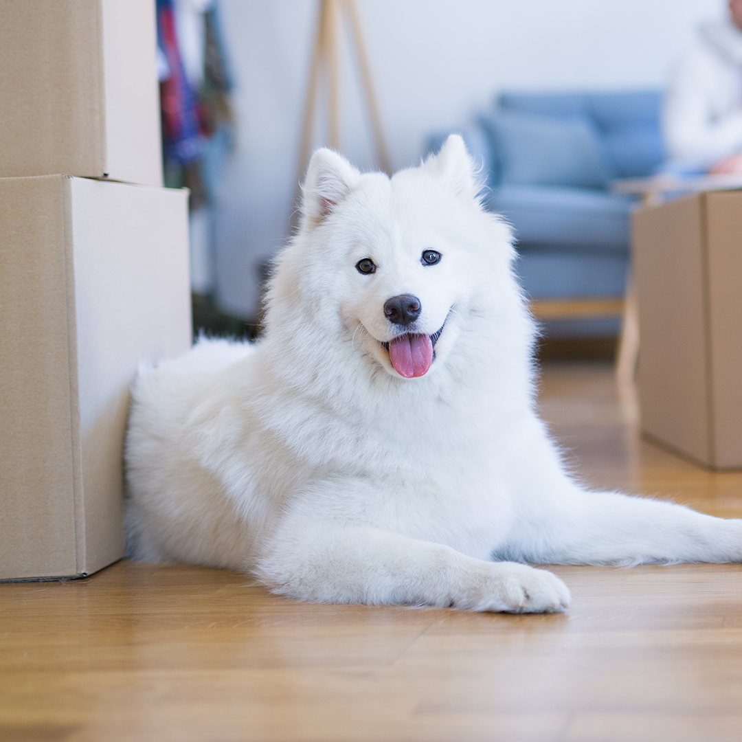 Hoe verwelkom je een nieuwe hond in huis?