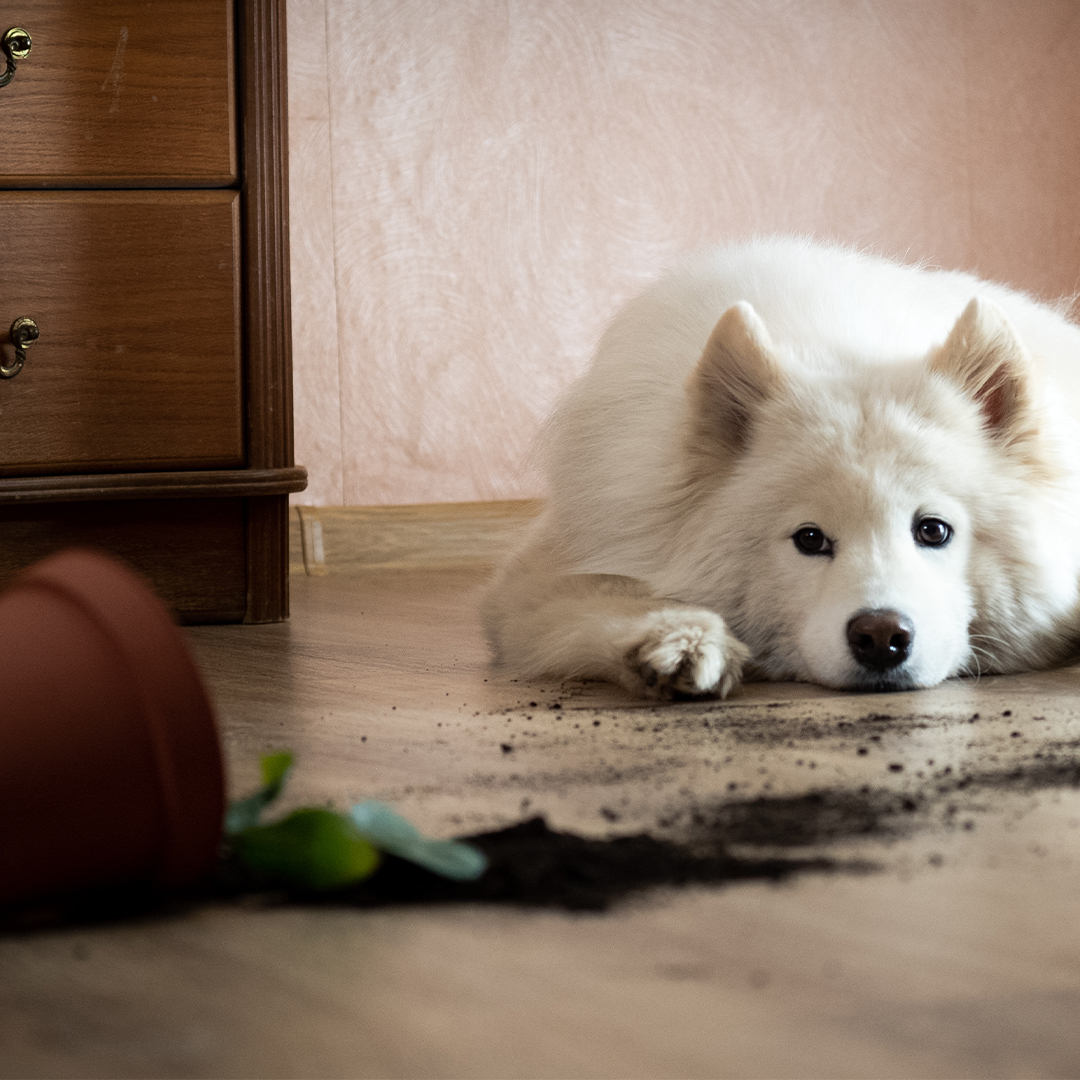 Je hond maakt dingen stuk
