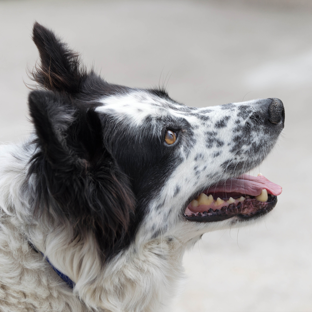 Je hond ruikt uit z'n bek