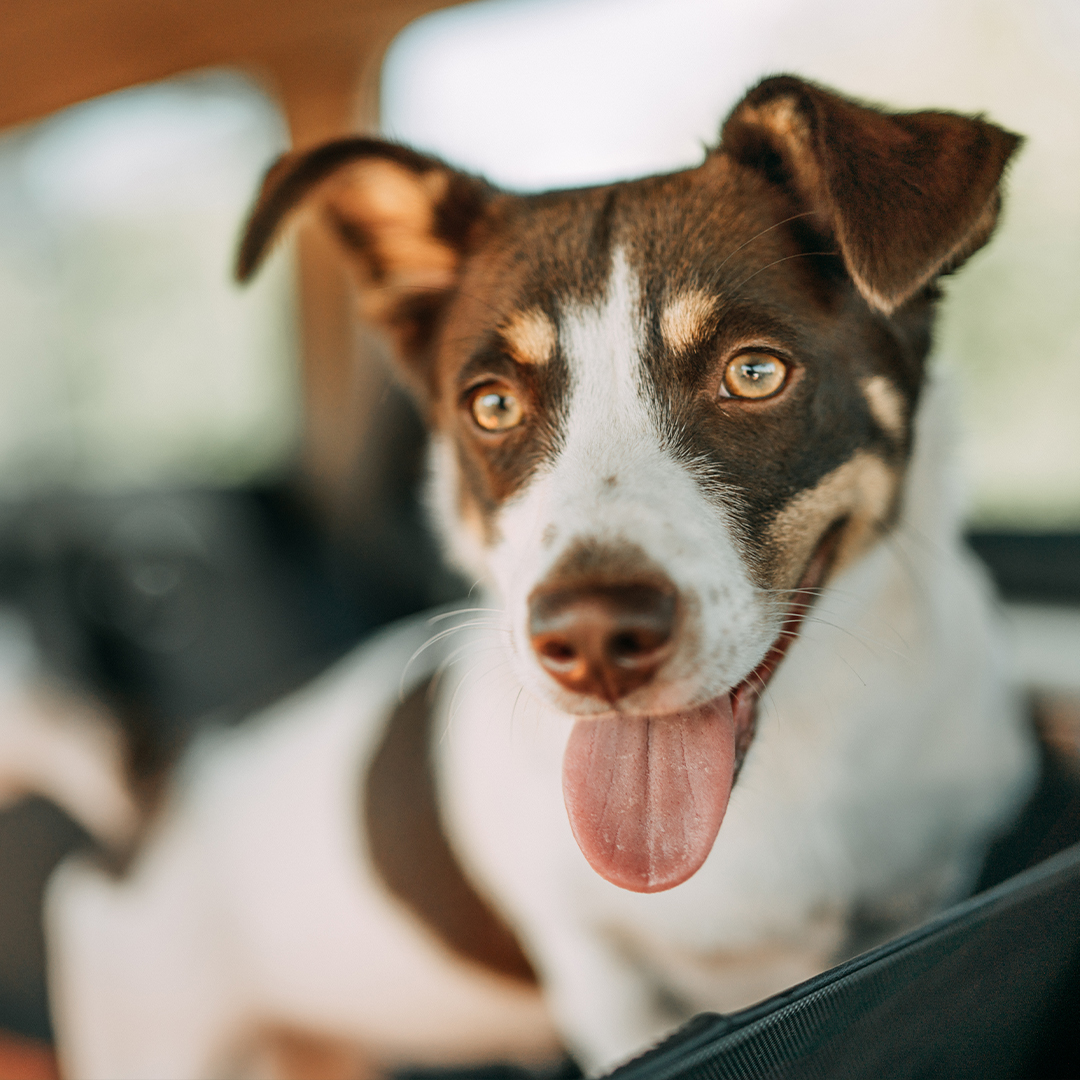 Kan ik een hond meenemen uit het buitenland?