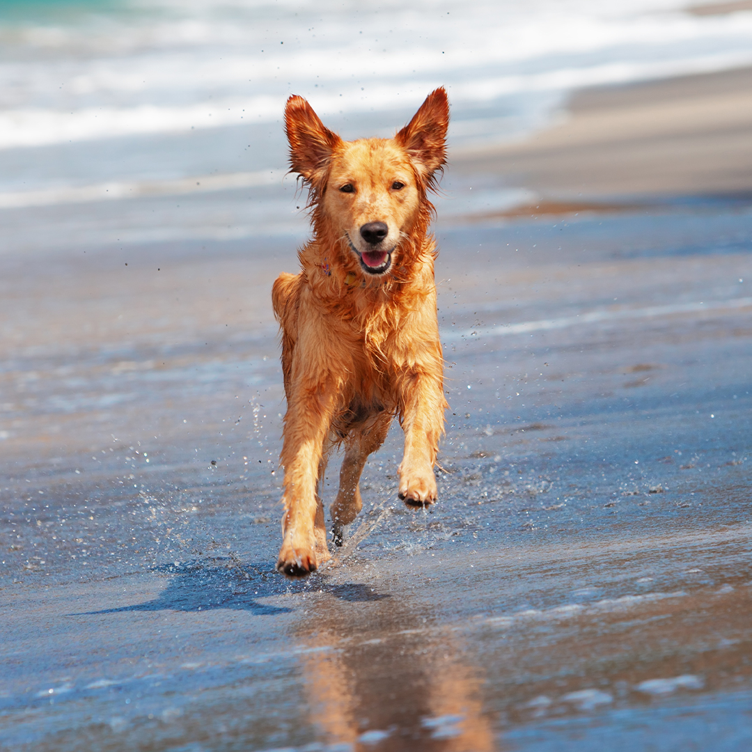 Met je hond naar het strand
