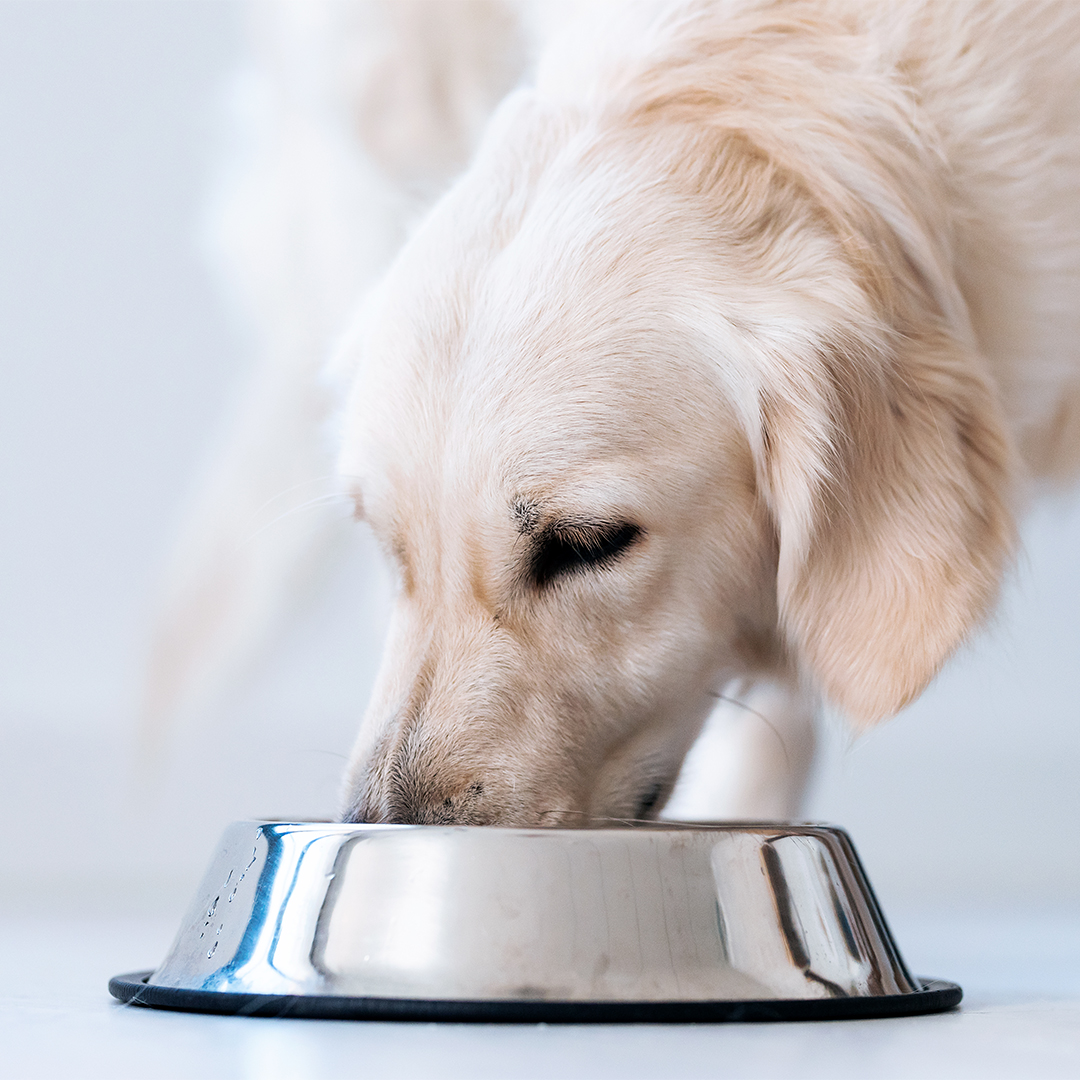 Mixed feeding voor de hond; wat is dat precies?