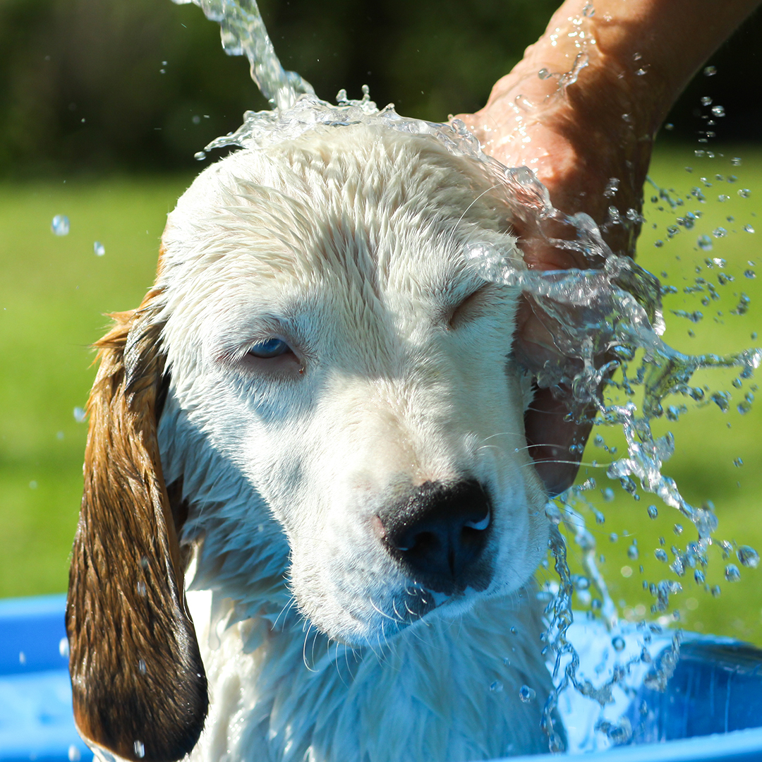 Moet je hond in bad?