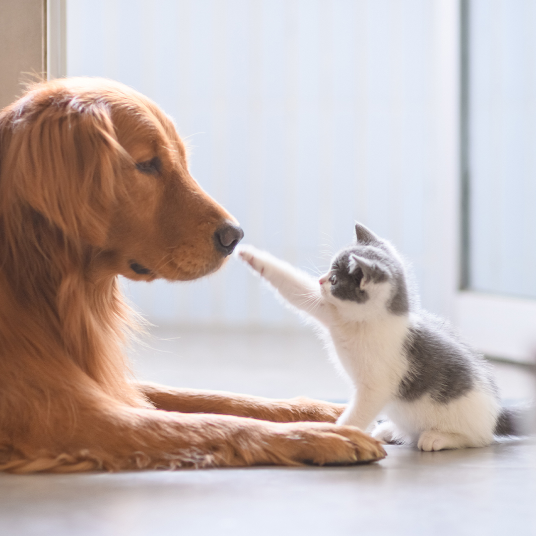 Nieuw huisdier bij je hond?
