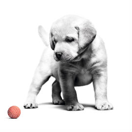 De spieren & botten van jouw pup groeien snel