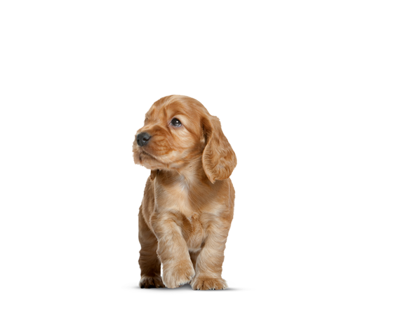 Cocker Puppy - Pups - Honden | Royal Canin